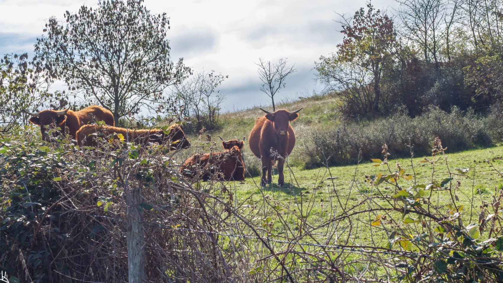 Salers près de Cournols